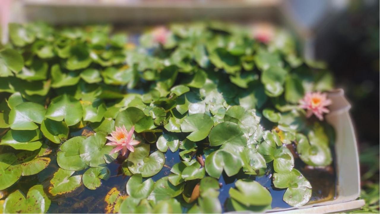 Strawberry County Otel Panchgani Dış mekan fotoğraf