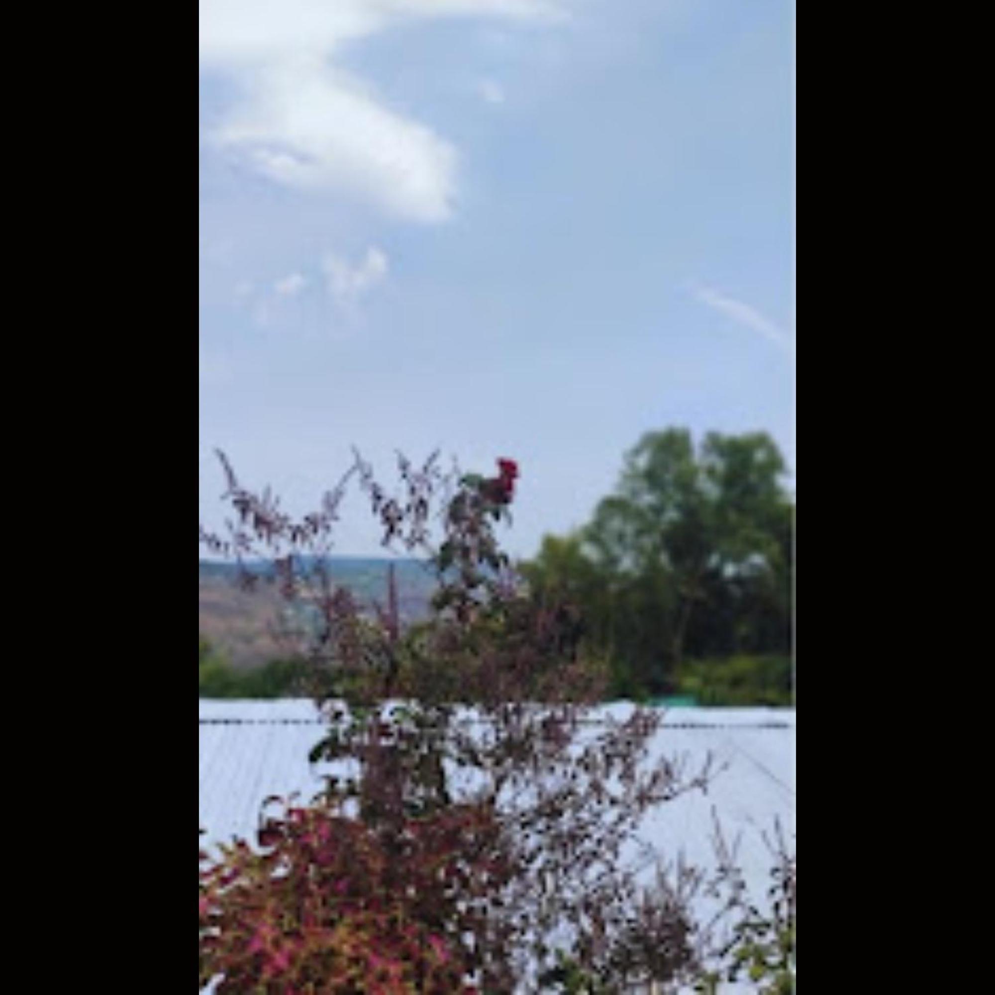 Strawberry County Otel Panchgani Dış mekan fotoğraf